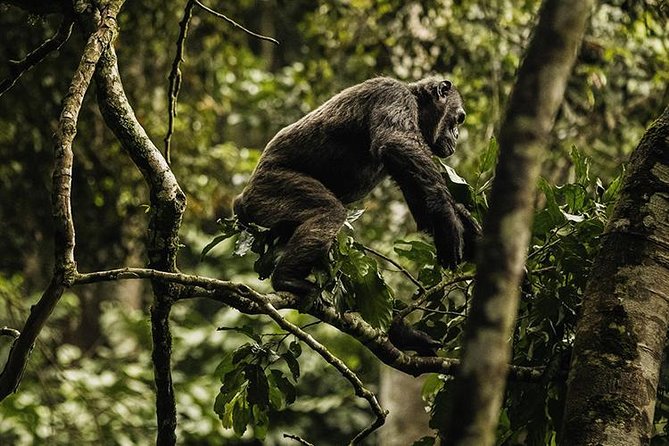 2 Days Chimpanzees trekking Tour and Canopy walk Adventure - Serge Placide, Fabrice, and the Private Format