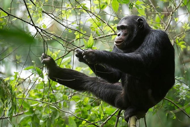 2 Days Chimpanzees trekking Tour and Canopy walk Adventure - Who Will Enjoy This Trip Most