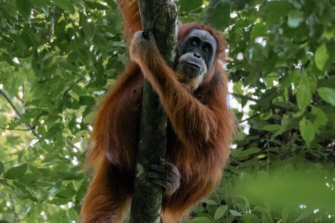 2 Days Ethical Jungle Trek in Sumatra - Why this Sumatra trek is worth considering