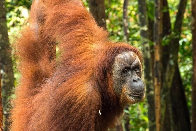 2 Days Ethical Jungle Trek in Sumatra - One night at a jungle campsite