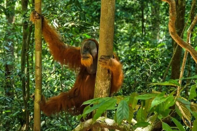 2 Days Ethical Jungle Trek in Sumatra - Day two and the river ride home
