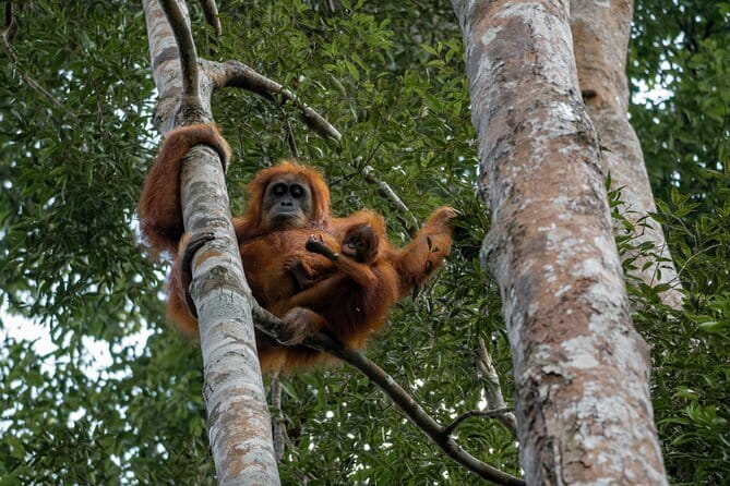 2 Days Ethical Jungle Trek in Sumatra - Who will enjoy this trek most