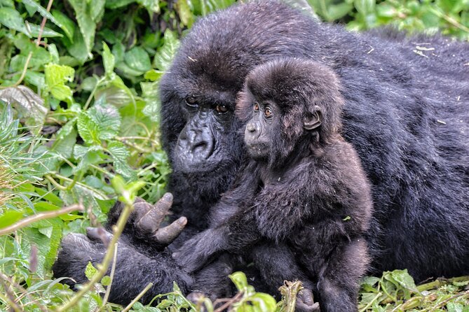 2 Days Gorilla & Golden Monkey Trekking Safaris - Two hours on the Mukungwa River
