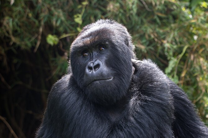2 Days Gorilla & Golden Monkey Trekking Safaris - One night at Isange Paradise Resort