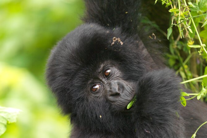 2 Days Gorilla & Golden Monkey Trekking Safaris - How the schedule affects your energy