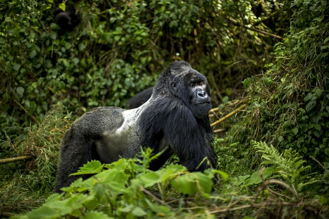 2 Days Gorilla & Golden Monkey Trekking Safaris - Who should book this experience