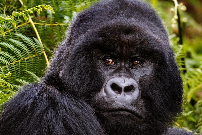 2 Days Gorilla & Golden Monkey Trekking Safaris - The early transfer from Kigali to Volcanoes National Park