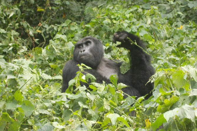 2 Days Gorilla Trekking in Bwindi through Kigali - Key things to know before booking