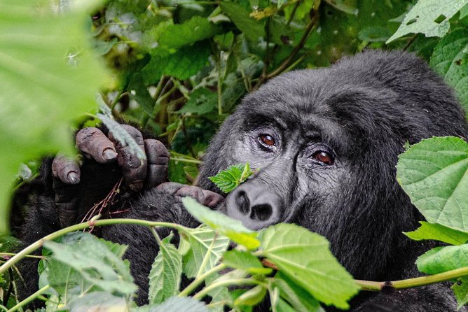 2 Days Gorilla Trekking Rwanda - Why the two-day plan makes sense