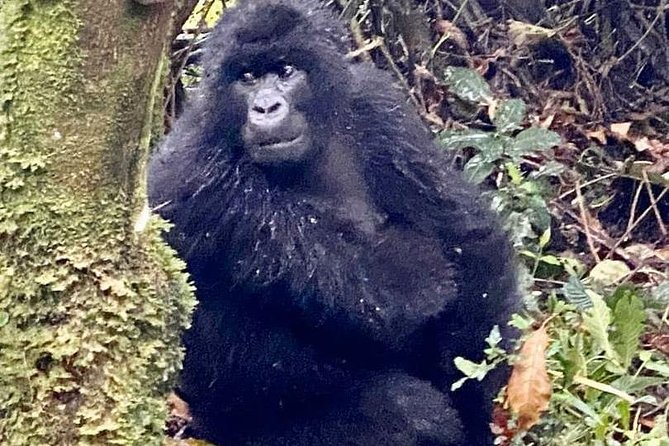 2 Days Gorilla Trekking Rwanda - The gear list is short, but take it seriously