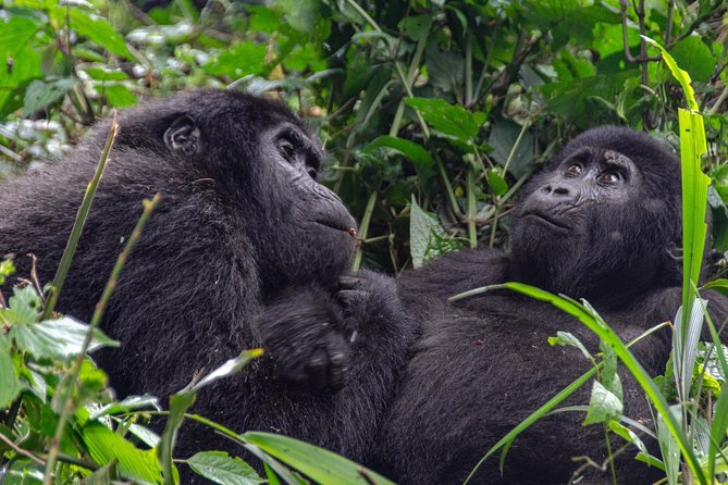 2 Days Gorilla Trekking Rwanda - The return to Kigali requires careful timing