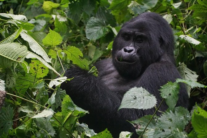 2 Days Gorilla Trekking Uganda - Key points at a glance