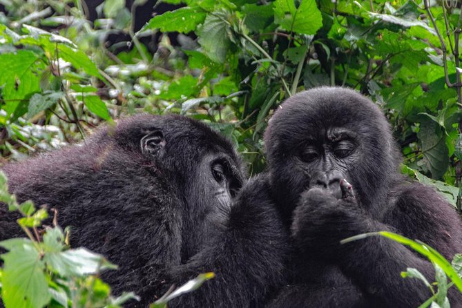2 Days Gorilla Trekking Uganda - Returning to Kigali after the trek