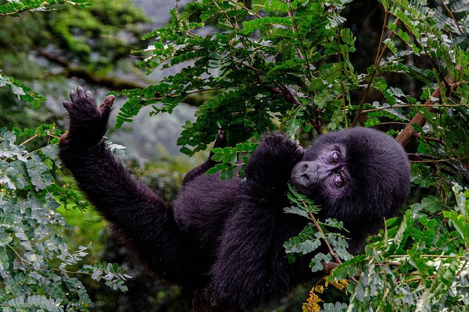 2 Days Gorilla Trekking Uganda - Who will enjoy this trip most?