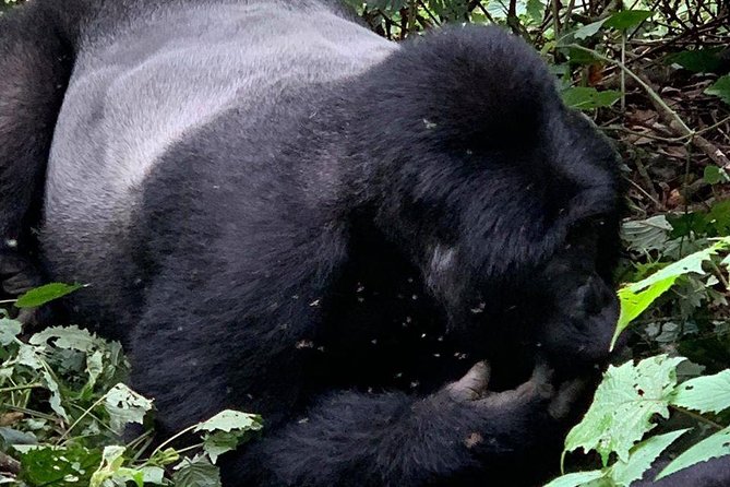 2 Days Gorilla Trekking Uganda - Day one: Kigali pickup and the long road to Uganda