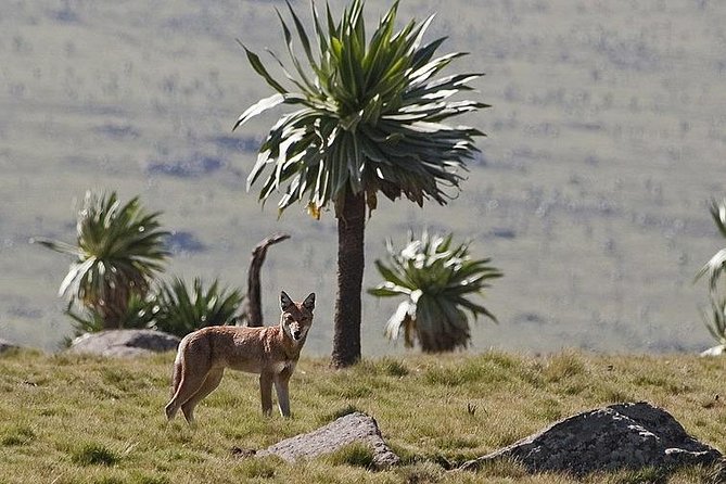 2 Days Simien Mountains Trekking - From Gondar to Debark and the Park Headquarters