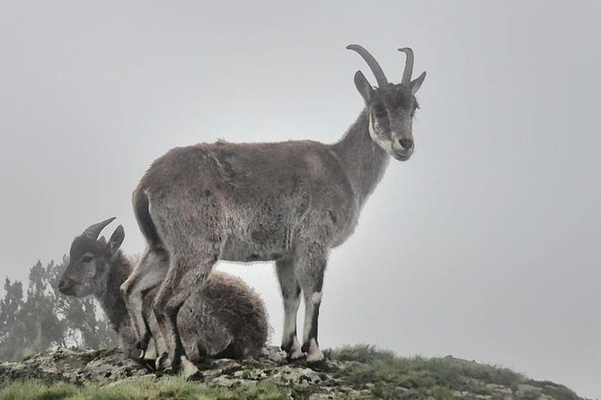2 Days Simien Mountains Trekking - Who Will Get the Most From This Trek