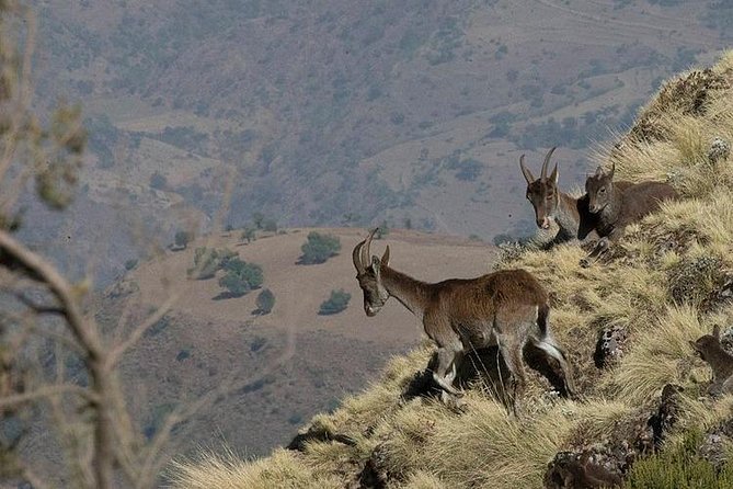 2 Days Simien Mountains Trekking - Day One: Geladas Along the Northern Escarpment