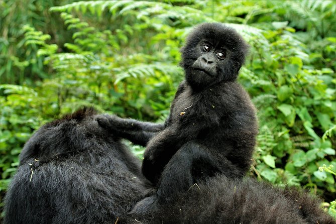 2 days Uganda Gorilla trekking - Key Points at a Glance