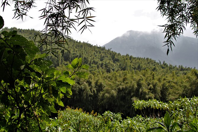 2 days Uganda Gorilla trekking - Why This Short Gorilla Trip Works