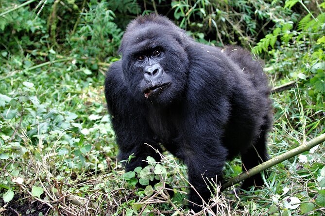 2 days Uganda Gorilla trekking - One Hour With the Mountain Gorillas