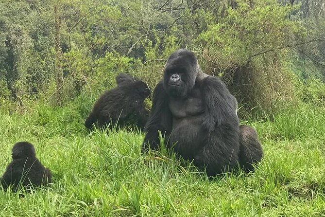 2 days Uganda Gorilla trekking - Who Should Book This Trip?