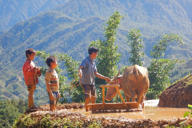 2D1N Buffalo trek by Hmong Sister House and Trekking - Day 1: Hau Thao villages, forest paths, and buffalo care
