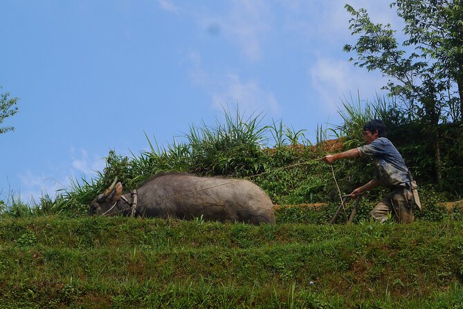 2D1N Buffalo trek by Hmong Sister House and Trekking - What guide Li adds to the walk