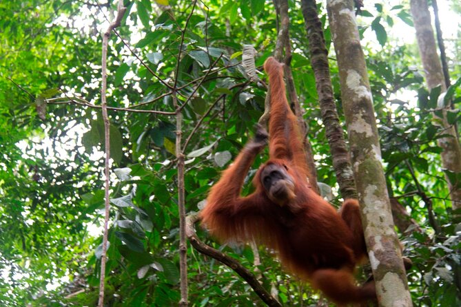 2D1N Jungle Trek | 2 Night accommodation | Pick up and drop off - From Medan to Bukit Lawang in about four hours
