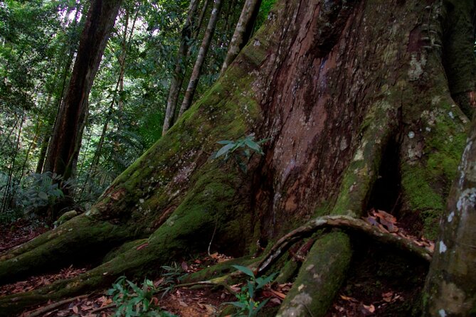 2D1N Jungle Trek | 2 Night accommodation | Pick up and drop off - The hard part: steep roots and tropical humidity