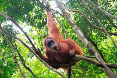 2D1N Jungle Trek | 2 Night accommodation | Pick up and drop off