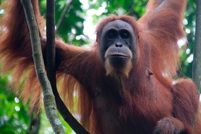 2D1N Jungle Trek | 2 Night accommodation | Pick up and drop off - Day four: the long return to Medan