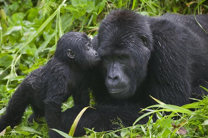 2days Bwindi NP gorilla trekking - What the $990 price really covers