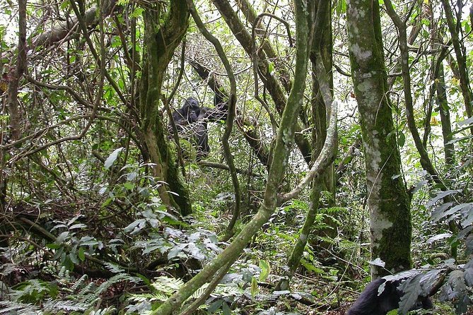 2days Bwindi NP gorilla trekking - Private travel, professional driving, and personal service