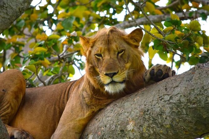 2days Bwindi NP gorilla trekking - Booking timing, fitness, and cancellation