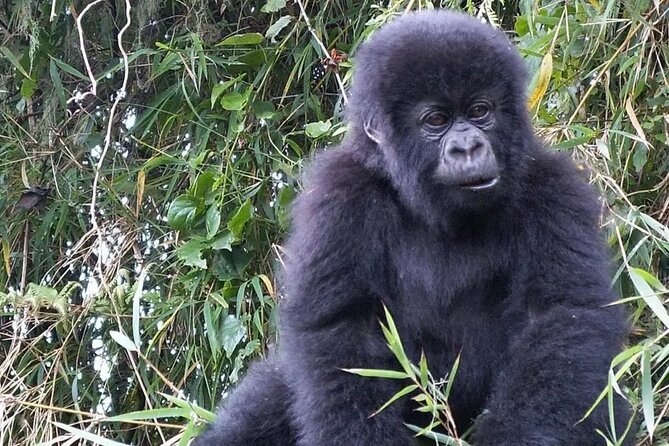 3-Day Climax Guided Gorilla Trekking Mist and Batwa Safari - Why this three-day Uganda safari works