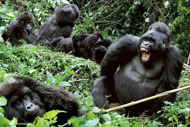 3-Day Climax Guided Gorilla Trekking Mist and Batwa Safari - Day 2: The Bwindi gorilla trek