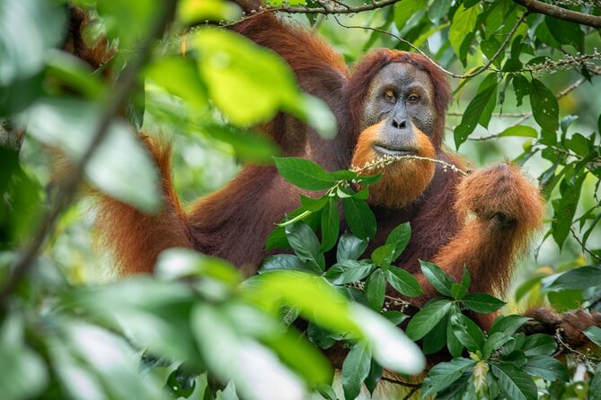 3-Day Ethical Orangutan Jungle Trek | Bukit Lawang, Sumatra - Why this trek is different from a short jungle walk