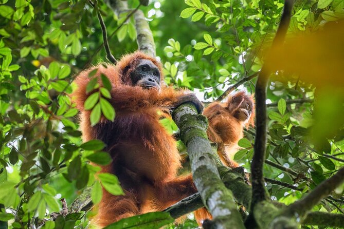 3-Day Ethical Orangutan Jungle Trek | Bukit Lawang, Sumatra - Two nights at basic jungle camps
