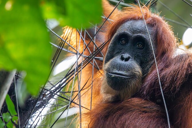 3-Day Ethical Orangutan Jungle Trek | Bukit Lawang, Sumatra - The river tubing ride back to town