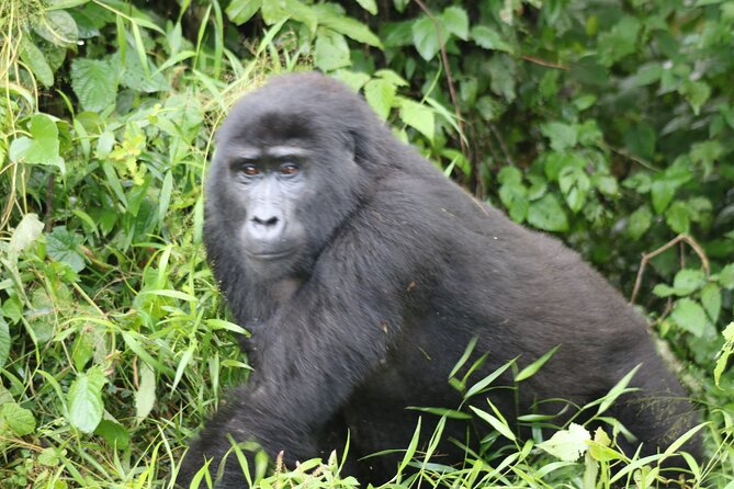 3 Day Gorilla Trek at Bwindi National Park via Kigali - Why start a Uganda gorilla trek in Kigali?