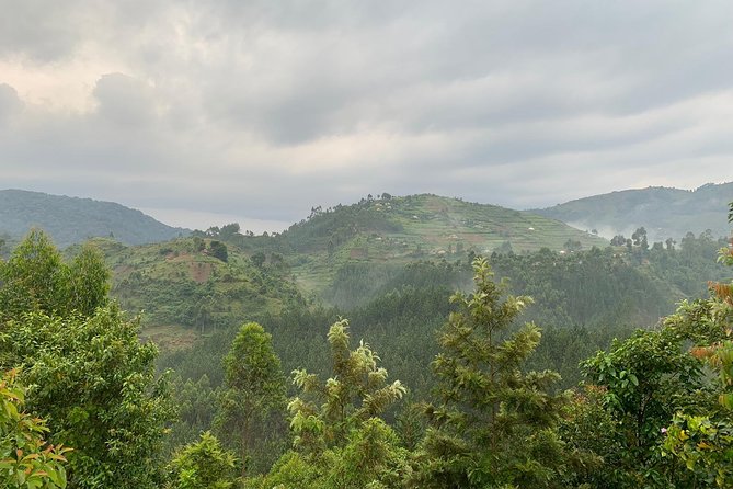 3 Day Gorilla Trek at Bwindi National Park via Kigali - What makes the gorilla encounter special?