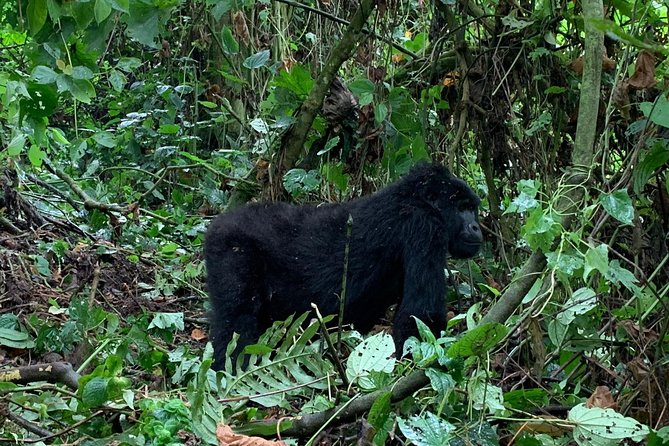 3 Day Gorilla Trek at Bwindi National Park via Kigali - Guides, vehicles, and communication