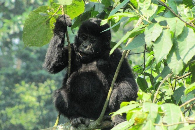 3-Day Gorilla Trekking Budget Safari in Uganda - Why this short Uganda safari works