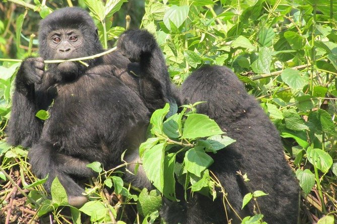 3-Day Gorilla Trekking Budget Safari in Uganda - Day 3: the long return to Kampala or Entebbe