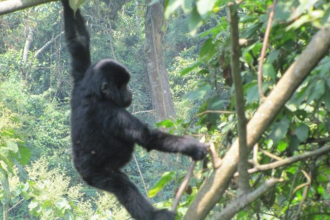 3-Day Gorilla Trekking Budget Safari in Uganda - Bwindi is the reason to accept the long drive