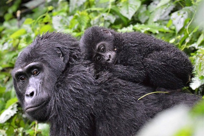 3-Day Gorilla Trekking Bunyonyi Mist Relaxation Safari - The long road from Entebbe to Bwindi