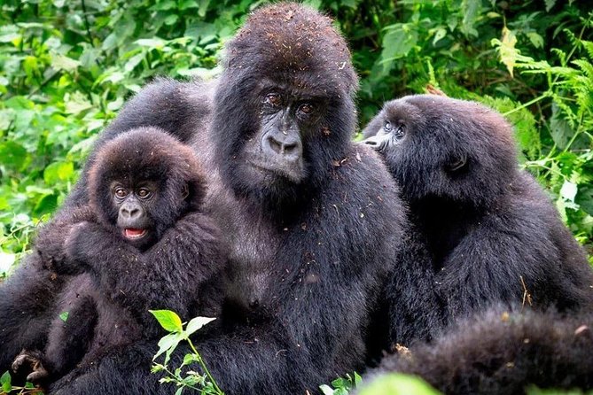 3-Day Gorilla Trekking Bunyonyi Mist Relaxation Safari - One focused hour with the gorillas