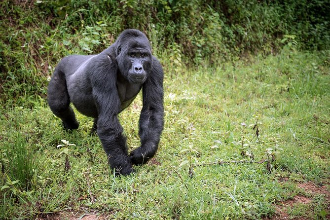 3-Day Gorilla Trekking Bunyonyi Mist Relaxation Safari - Lake Bunyonyi brings the needed pause