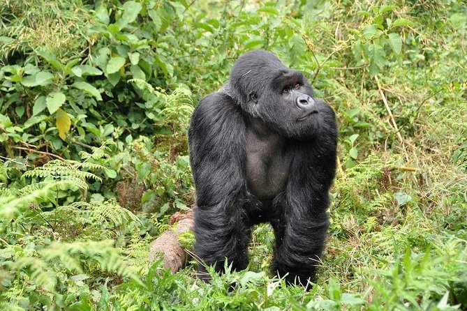 3-Day Gorilla Trekking Bunyonyi Mist Relaxation Safari - What the $2,350 price really covers